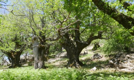 Η Principia παραδίδει 660 στρέμματα αναδασωτέας περιοχής